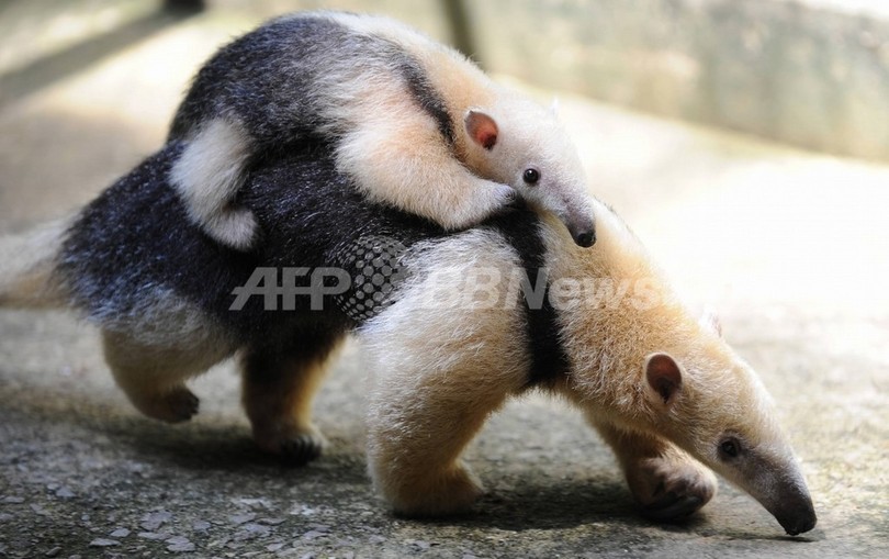 脊椎動物の20%が絶滅の危機、保護活動で絶滅速度は減速 脊椎動物の20%が絶滅の危機、保護活動で絶滅速度は減速