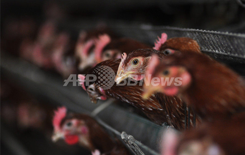 「鳥肉食べ家禽産業の復興を」、中国国営紙が呼び掛け 「鳥肉食べ家禽産業の復興を」、中国国営紙が呼び掛け