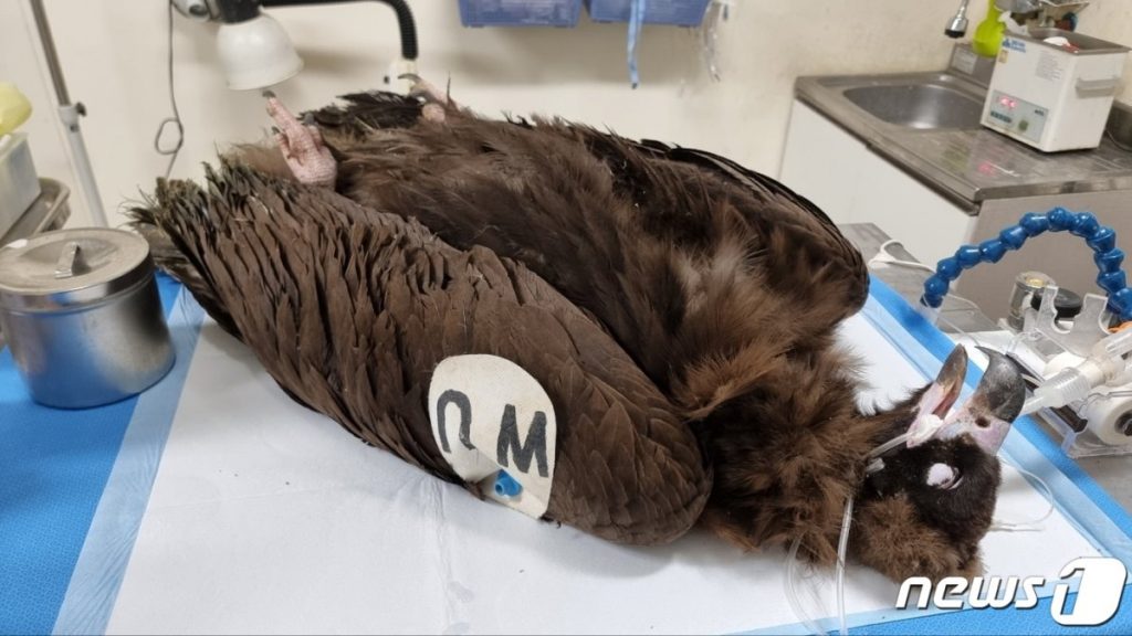 米デンバー動物園の「ハゲワシ」が韓国で発見された意外な理由 写真枚