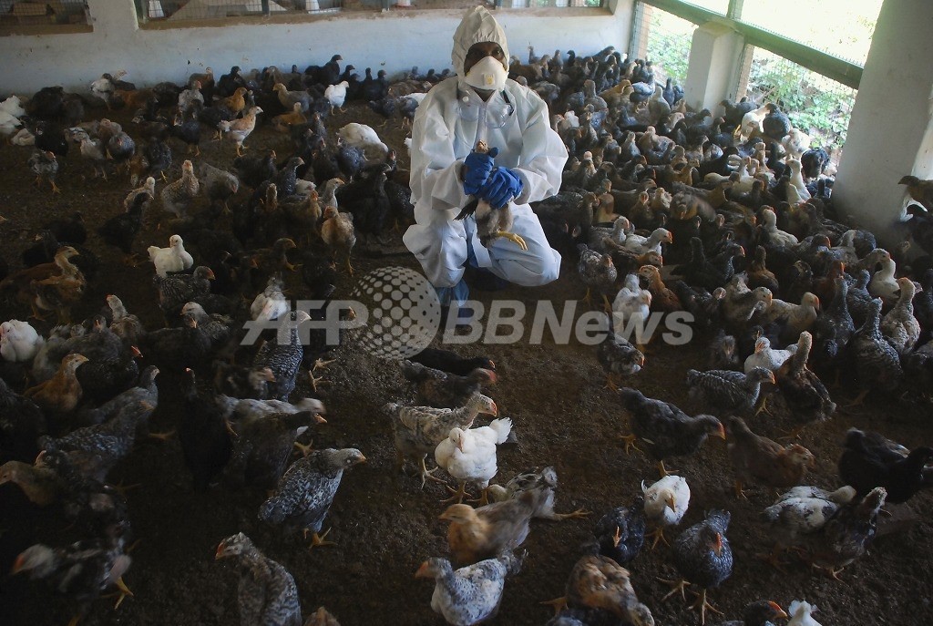 ヒト感染する鳥インフル変異株の論文、WHOが全文公開を勧告 ヒト感染する鳥インフル変異株の論文、WHOが全文公開を勧告
