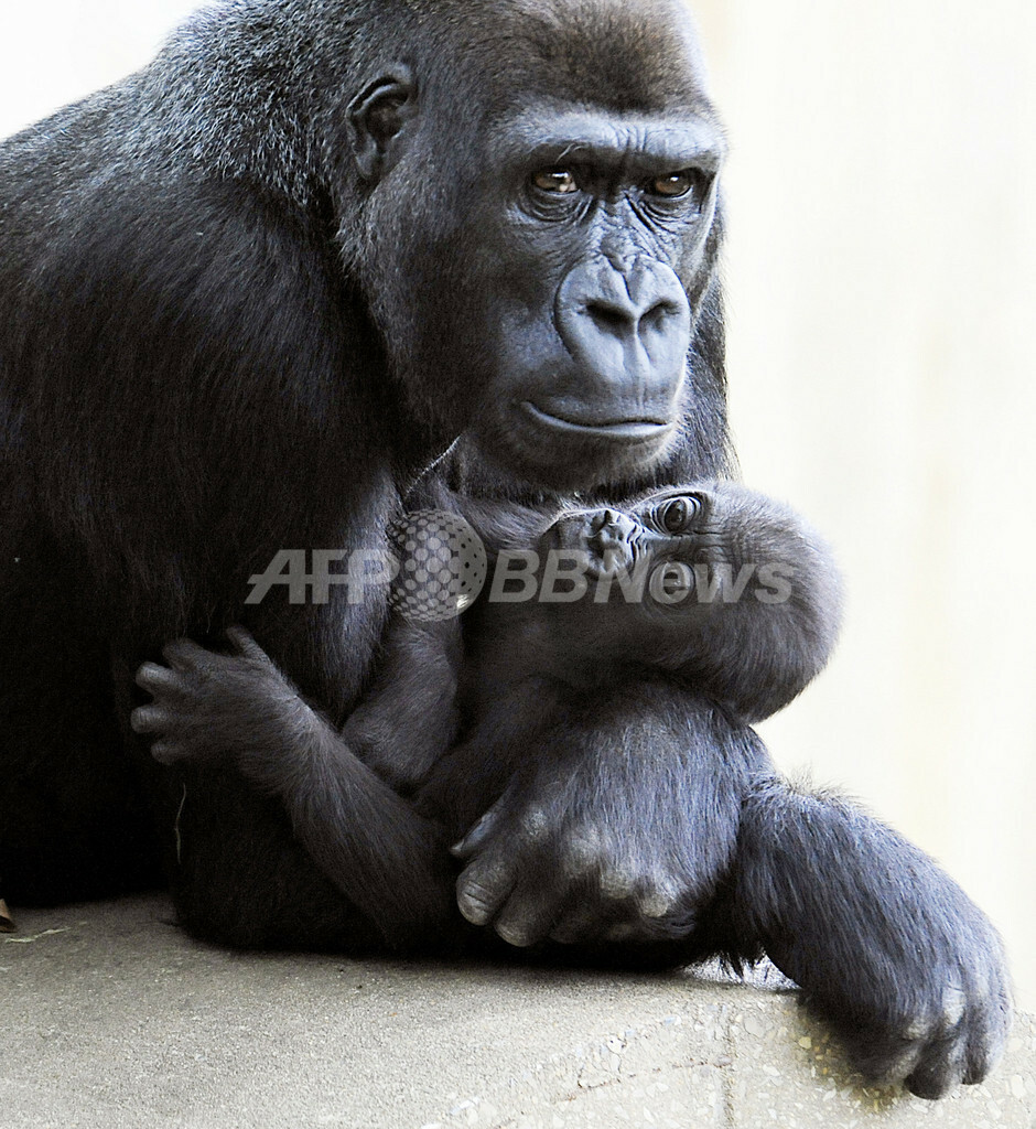 生後7か月の赤ちゃんゴリラ 好物はチェリートマト 国際ニュース Afpbb News