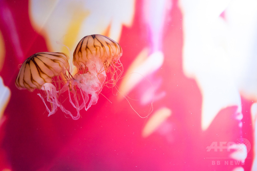 「すみだ水族館」蜷川実花とクラゲの幻想的なコラボレーション