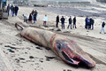フランス西部レ・サーブル・ドロンヌ（Les Sables d&apos;Olonne）の海岸で25日早朝、全長18メートルのクジラが打ち上げられているのがみつかった。

写真は、浜辺に横たわるクジラと集まった人たち（2013年1月25日撮影）。(c)AFP/FRANK PERRY