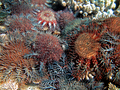 グレートバリアリーフ（Great Barrier Reef）のサンゴ礁にむらがるオニヒトデ（2012年10月2日提供）。(c)AFP/AUSTRALIAN INSTITUTE OF MARINE SCIENCE/KATHARINA FABRICIUS