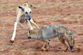 モロッコ北部Oued Jdidaで行われたジャッカル猟で、ジャッカルを追う猟犬スルーギ（2008年10月11日撮影）。(c)AFP/ABDELHAK SENNA