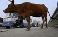 ネパールの首都カトマンズ（Kathmandu）で、路上をうろつくウシ（2013年4月2日撮影）。(c)AFP/Prakash MATHEMA