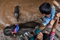 タイ北部チェンマイ県で、水浴びをするゾウ（2020年6月4日撮影）。(c)Lillian SUWANRUMPHA / AFP