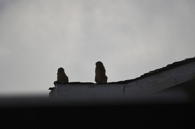 共犯は「サル」 強盗させた男2人逮捕 インド