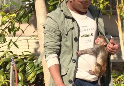 離れたくない！ 人になつくアカゲザル 中国・雲南