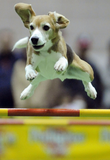 目指せアジアNo.1、都内でドッグショー