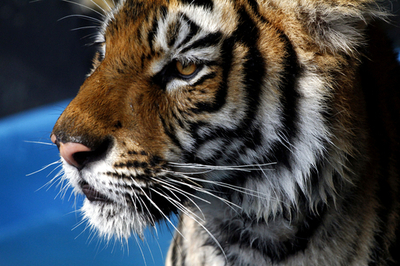 違法飼育のベンガルトラを保護、メキシコ