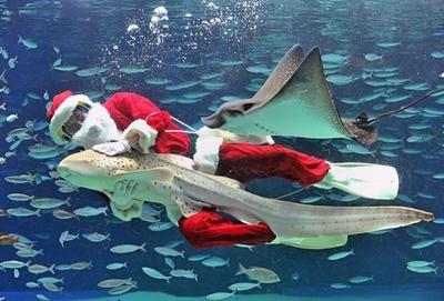 魚たちと遊泳するサンタさん、サンシャイン水族館