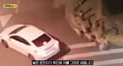 中型の野良犬、十数匹が一度にうろつけば、やはり脅威に…韓国・幼稚園近く