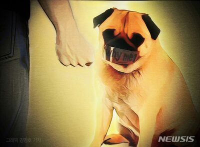 犬を首吊り、壁にぶつける…韓国・ペットトレーナー、動物虐待で摘発
