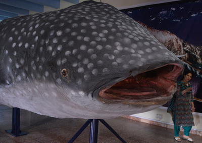 ジンベエザメの剥製を博物館で展示、パキスタン