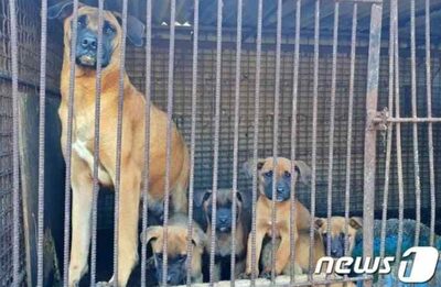 韓国国民の93.4％が答えていた「犬肉、食べたことない。今後も食べない」