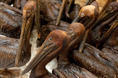 メキシコ湾原油流出事故から2年、いまだ残る環境への影響