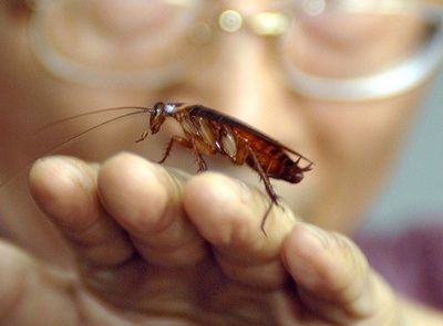 チャバネゴキブリ、進化で「甘いわな」を察知可能に 米研究