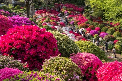 Azalea festival at Nezu Shrine in Tokyo