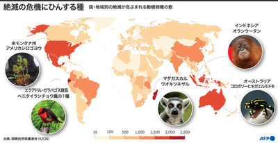 マダガスカルのキツネザル、ほぼ全種が「絶滅の危機」 レッドリスト