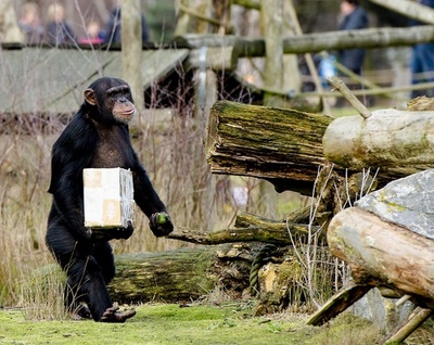 ちょっと遅めのクリスマス祝う動物園 オランダ