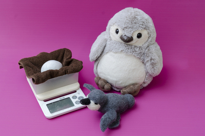 【京都水族館】京都水族館のペンギンが生まれるまでを深掘り!<br />特別展示「大きくなってね!ケープペンギン」開催