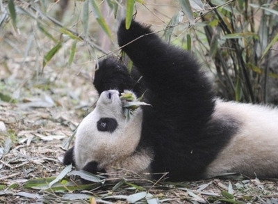 2012年にパンダ6頭を一斉に森へ、成都パンダ繁育研究基地