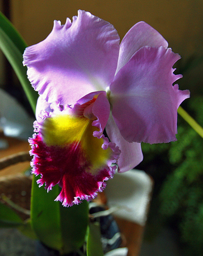 コスタリカで「ラン博覧会」、700種以上のランが登場