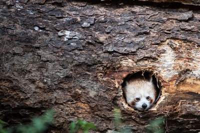 うろの中でかくれんぼ？ 仏動物園のレッサーパンダ