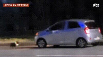 真夜中に愛犬を放置、車で逃げた韓国の「薄情」飼い主の映像拡散、非難集中