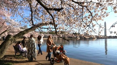 動画:米首都ワシントンで桜満開 赤ちゃん連れなどでにぎわう
