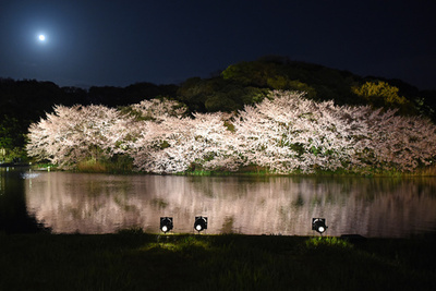 妖艶な夜桜、湖面にも 横浜で「観桜の夕べ」