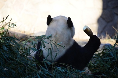 ぽかぽか日なたぼっこ 北京動物園のジャイアントパンダ