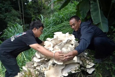 雲南省で巨大シメジ見つかる 直径は90センチ