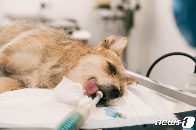 動物病院で治療を受けている犬(c)news1