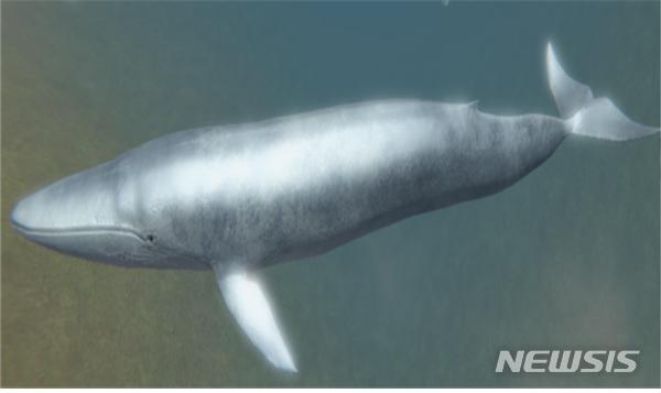 ダイオウクジラ(画像=海洋水産省提供)(c)NEWSIS
