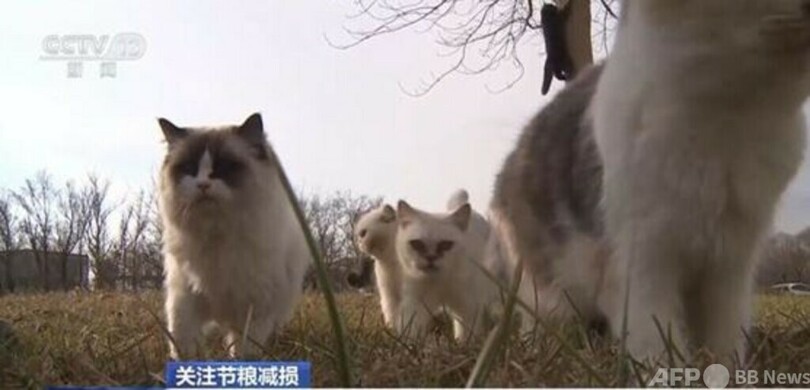 40匹以上の猫が「穀倉警備員」として勤務 中国東北部の米穀企業
