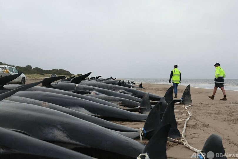 生き残ったクジラの救助続く 約200頭死んだ豪州の浜辺