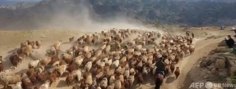 新疆、43万頭の家畜が夏の移動シーズンに