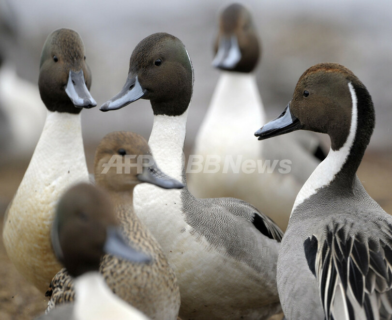 渡り鳥が飛来する冬の猪苗代湖