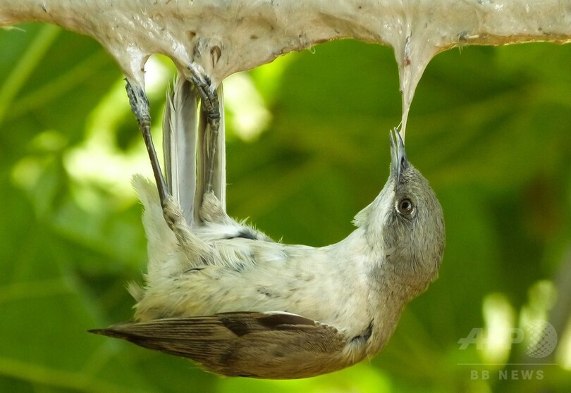 昨秋キプロスで違法捕獲の渡り鳥 200万羽超 写真1枚 国際ニュース Afpbb News