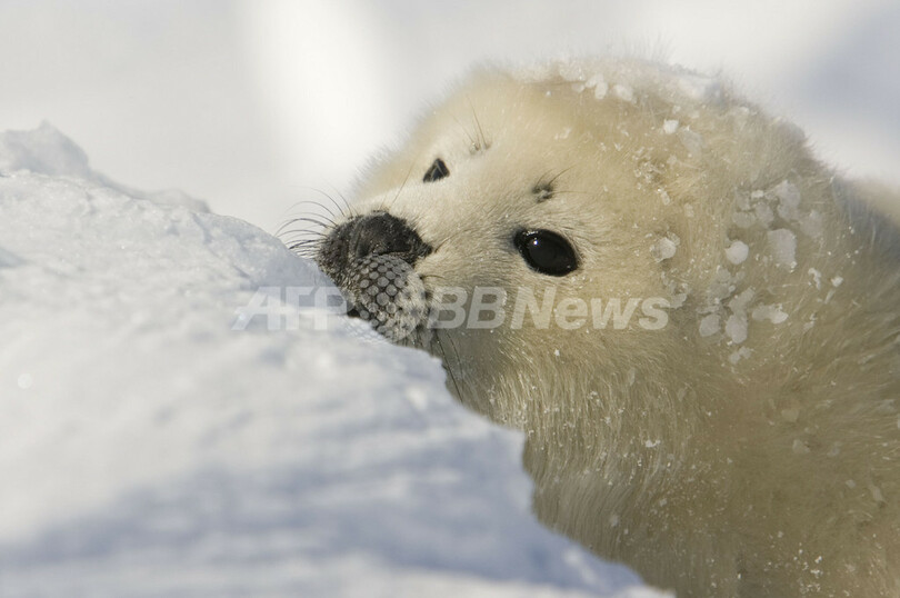 タテゴトアザラシの赤ちゃんが姿を見せる　カナダ