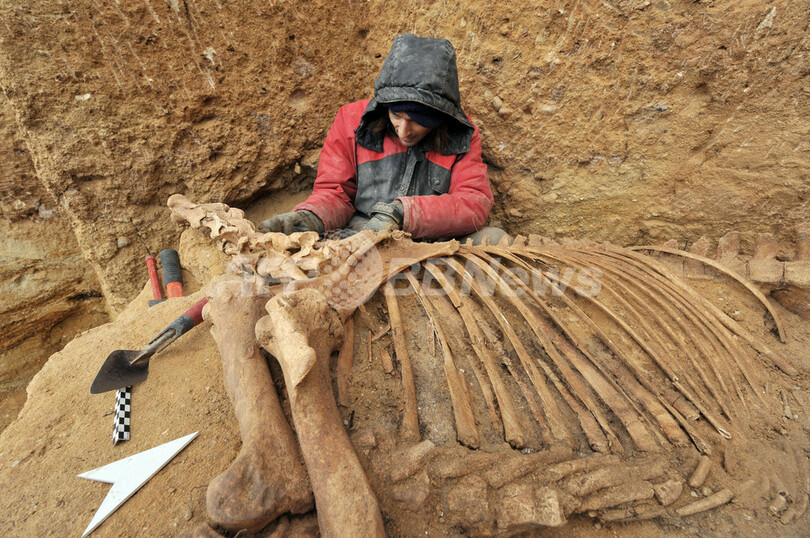 完ぺきな姿で発見、10万年前の馬の化石 写真7枚 国際ニュース：AFPBB News