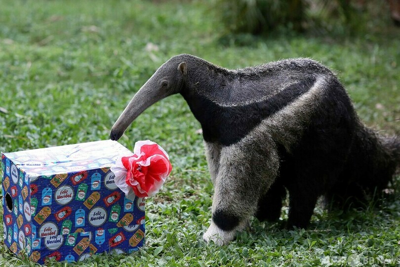 中身は何かな!? 動物たちにクリスマスギフト コロンビア