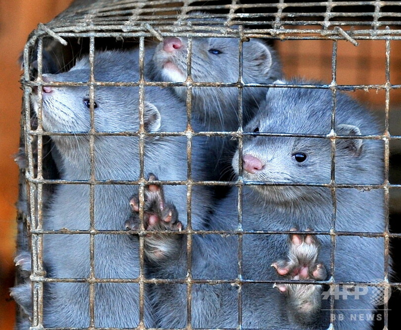ミンク9万匹を殺処分 新型コロナに集団感染 スペイン