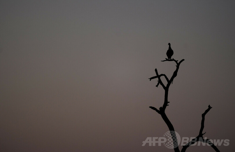 動物の警戒声をまね餌奪うアフリカの鳥 クロオウチュウ 写真1枚 国際ニュース Afpbb News