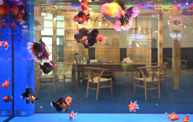 第３回世界金魚大会 受賞金魚を発表 福建省福州市 写真12枚 国際ニュース Afpbb News