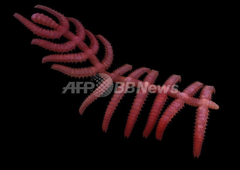 「歩くサボテン」の化石発見、節足動物の進化解明に光 「歩くサボテン」の化石発見、節足動物の進化解明に光