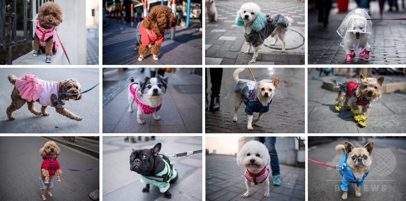 上海を歩くおしゃれな犬たち ペット業界も好調 写真19枚 国際ニュース Afpbb News