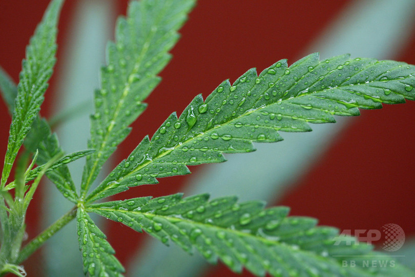 メキシコ政府、医療大麻使用を特別許可 てんかんの少女に メキシコ政府、医療大麻使用を特別許可 てんかんの少女に